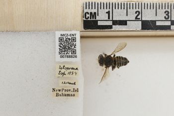 Media type: image;   Entomology 788826 Aspect: Labels